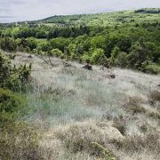 Landes serpentiniques