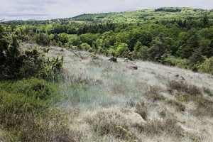 Landes serpentiniques