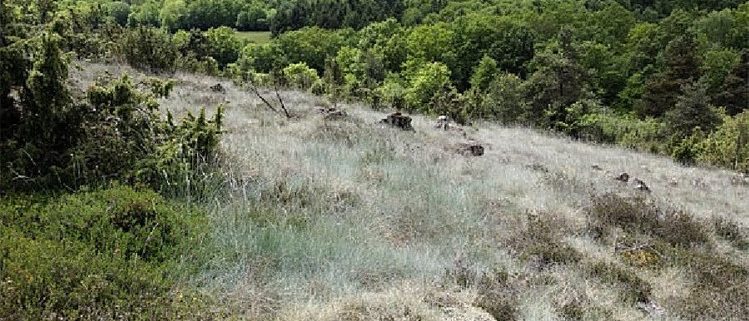 Landes serpentiniques