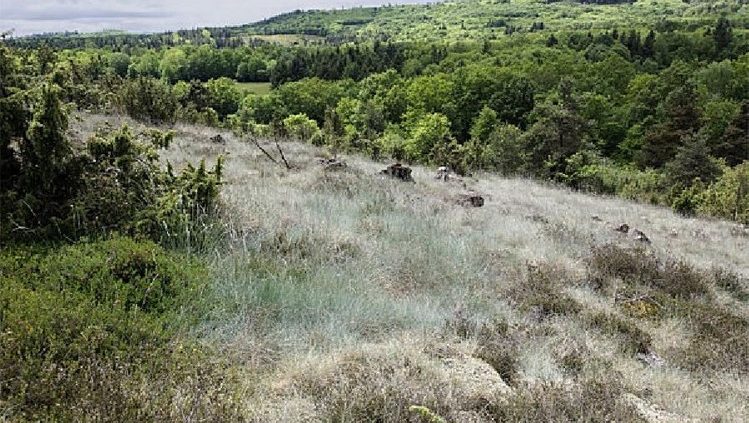 Landes serpentiniques