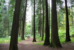 Arboretum La Jonchère Saint Maurice