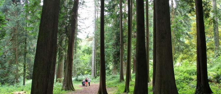 Arboretum La Jonchère Saint Maurice