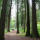 Arboretum La Jonchère Saint Maurice